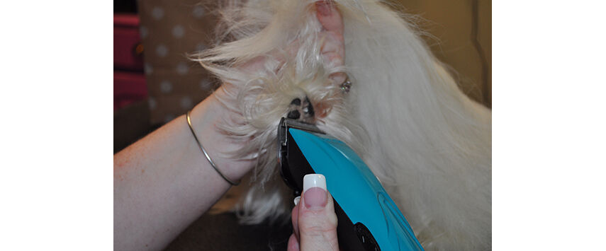 A Maltese in Full Coat